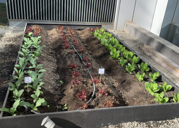 Huerta urbana: iniciativa permite un desarrollo económico, social y ambiental