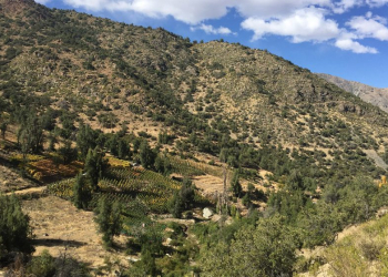 Wine Innova Tech llega a Región de Valparaíso para gestionar innovación en la Industria del Vino