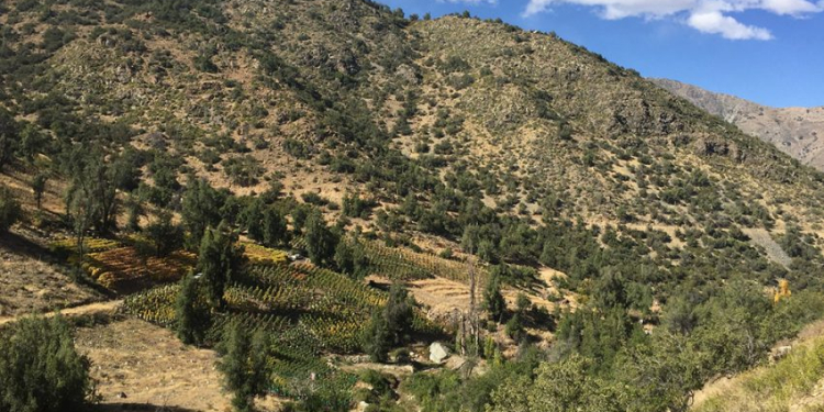 Wine Innova Tech llega a Región de Valparaíso para gestionar innovación en la Industria del Vino