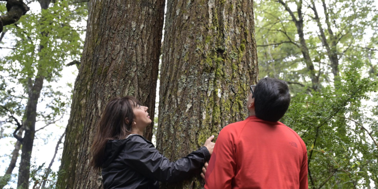 Baños de Bosque en Pucón: La experiencia de sanar cuerpo y mente que ahora se realiza con receta médica