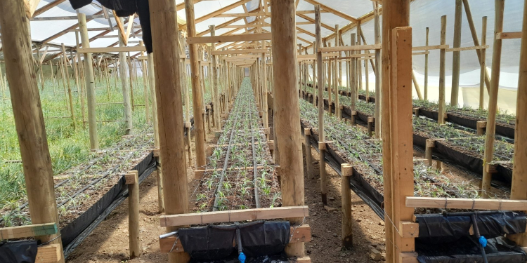 Gobierno Regional de Valparaíso e INIA lanzan proyecto de flores de corte hidropónicas en Longotoma