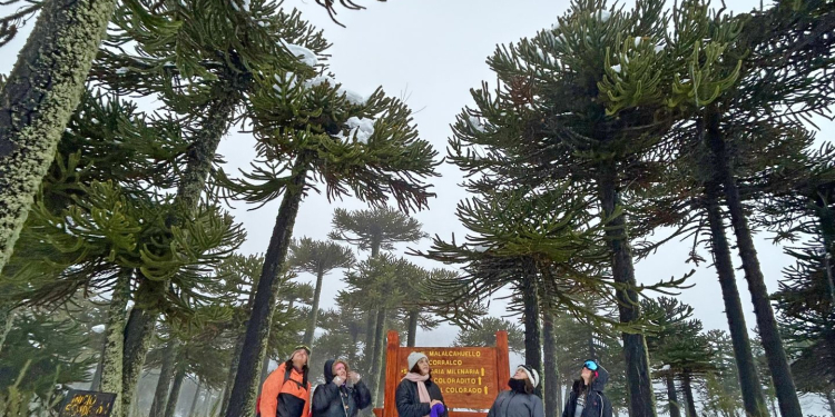 Descubriendo la Araucanía Andina en invierno: Placeres turísticos y gastronómicos