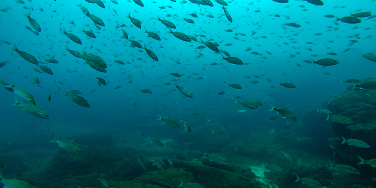 Cuatro destinos brasileños perfectos para practicar buceo
