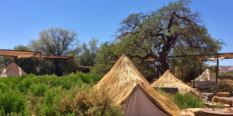 Huertos industriales: la innovación que está transformando la manera de cultivar y cocinar en San Pedro de Atacama