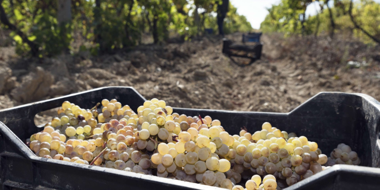 Cooperación en el transporte de uvas reduce costos en la industria del pisco