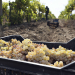 Cooperación en el transporte de uvas reduce costos en la industria del pisco
