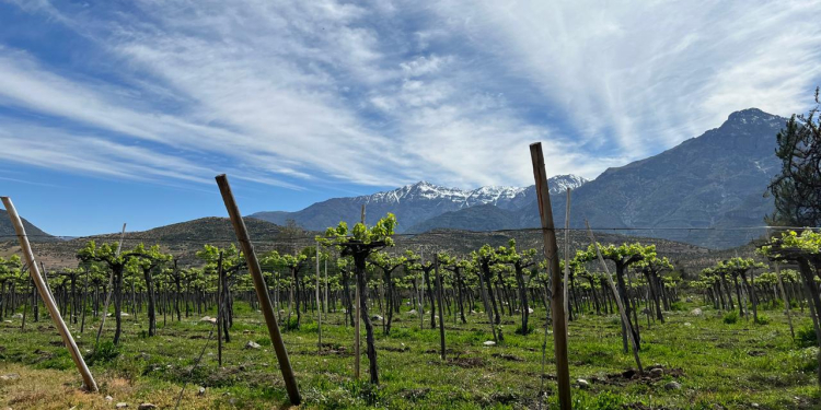 Pisco Mallacún: el alma del Choapa en un destilado artesanal de alta gama