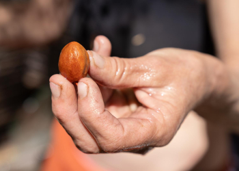 Atacama SuperFoods: el rescate del chañar y el algarrobo para la alta cocina