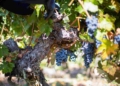 Temporales en Colchagua: viñas y operadores enfrentan las lluvias con optimismo y con la mirada puesta en el futuro