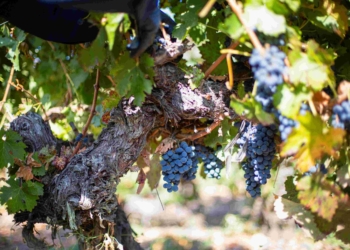 Temporales en Colchagua: viñas y operadores enfrentan las lluvias con optimismo y con la mirada puesta en el futuro