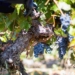 Temporales en Colchagua: viñas y operadores enfrentan las lluvias con optimismo y con la mirada puesta en el futuro