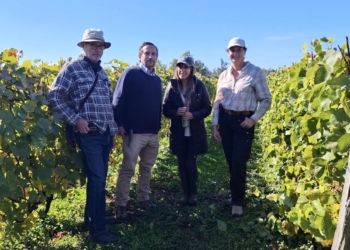 Vitis Los Lagos, el territorio aprende a convertirse en vino