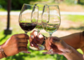 Caminando entre Viñedos invita a descubrir Curicó entre vinos, innovación y tradición