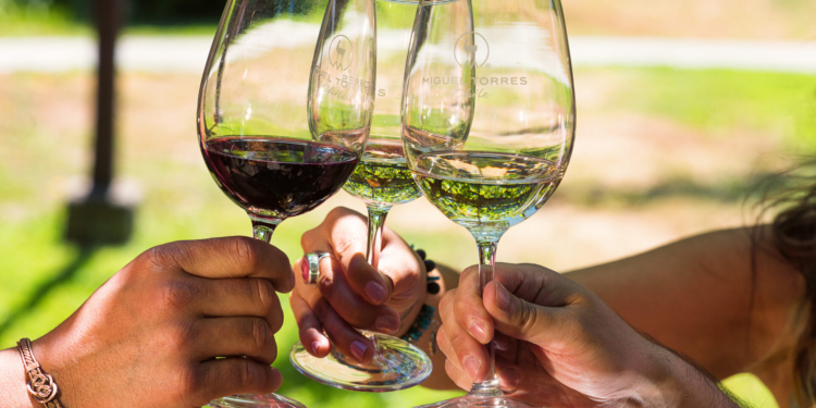 Caminando entre Viñedos invita a descubrir Curicó entre vinos, innovación y tradición
